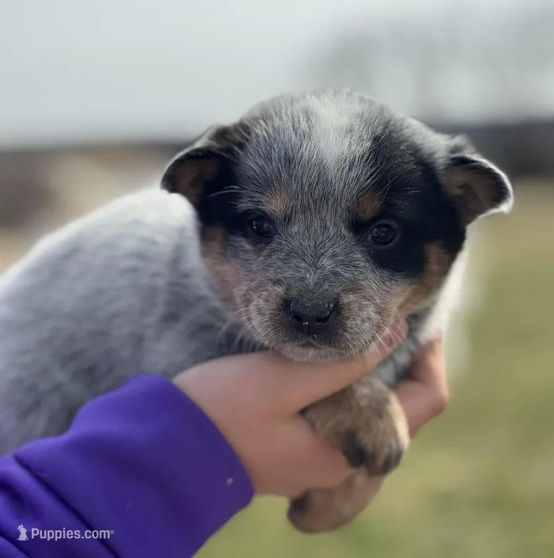 Blue female  – Australian Cattle Dog puppy for sale in Osceola, IA