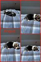 Angus , a male Basset Hound for sale in Osceola, IA – 1 of 1