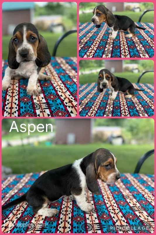 Aspen  – Basset Hound puppy for sale in Osceola, IA