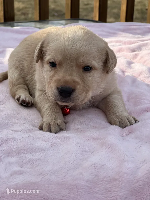 Red, a female Labrador Retriever for sale in Osceola, IA – Photo 1 of 4