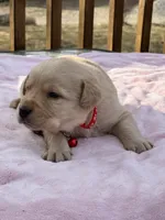 Red, a female Labrador Retriever for sale in Osceola, IA – Photo 4 of 4