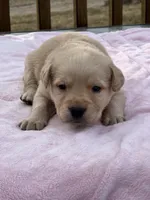 Red, a female Labrador Retriever for sale in Osceola, IA – Photo 2 of 4