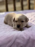 Red, a female Labrador Retriever for sale in Osceola, IA – Photo 3 of 4
