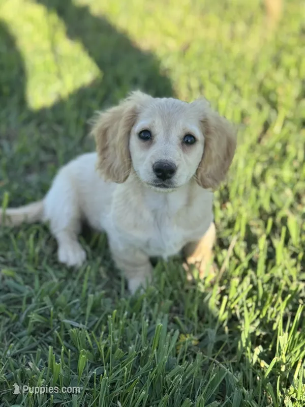 Cream girl  – Miniature Dachshund puppy for sale in Osceola, IA