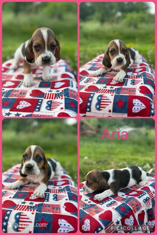 Aria – Basset Hound puppy for sale in Osceola, IA
