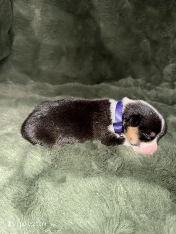 Lars Black tri female 