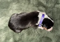 Lars Black tri female , a female Pembroke Welsh Corgi for sale in Osceola, IA – Photo 2 of 2