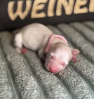 Pink female , a female Miniature Dachshund for sale in Osceola, IA – Photo 2 of 2