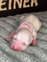 Pink female , a female Miniature Dachshund for sale in Osceola, IA – Photo 1 of 2