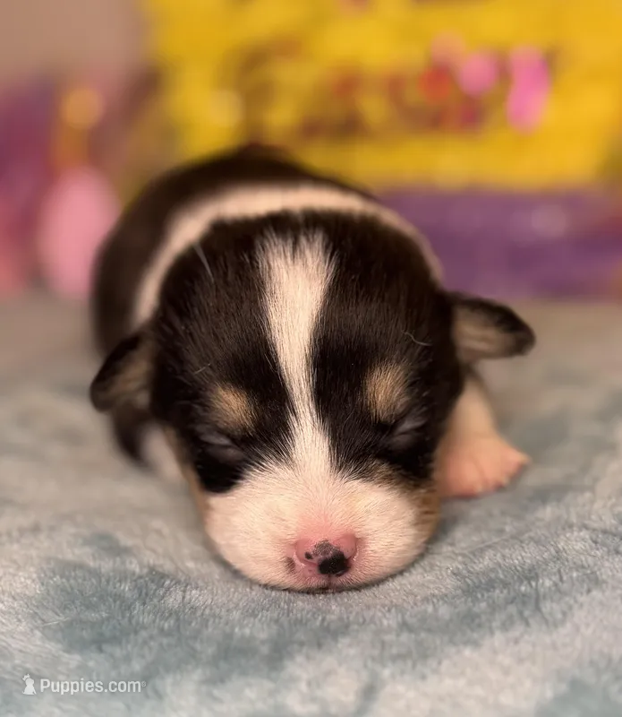 Black collar  – Pembroke Welsh Corgi puppy for sale in Osceola, IA