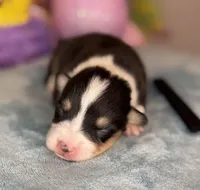 Black collar , a male Pembroke Welsh Corgi for sale in Osceola, IA – Photo 6 of 6