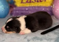 Black collar , a male Pembroke Welsh Corgi for sale in Osceola, IA – Photo 5 of 6