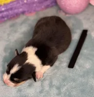 Black collar , a male Pembroke Welsh Corgi for sale in Osceola, IA – Photo 4 of 6