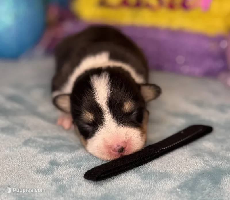 Black collar  – Pembroke Welsh Corgi puppy for sale in Osceola, IA