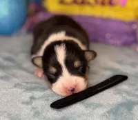 Black collar , a male Pembroke Welsh Corgi for sale in Osceola, IA – Photo 1 of 6