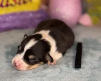 Black collar , a male Pembroke Welsh Corgi for sale in Osceola, IA – Photo 3 of 6