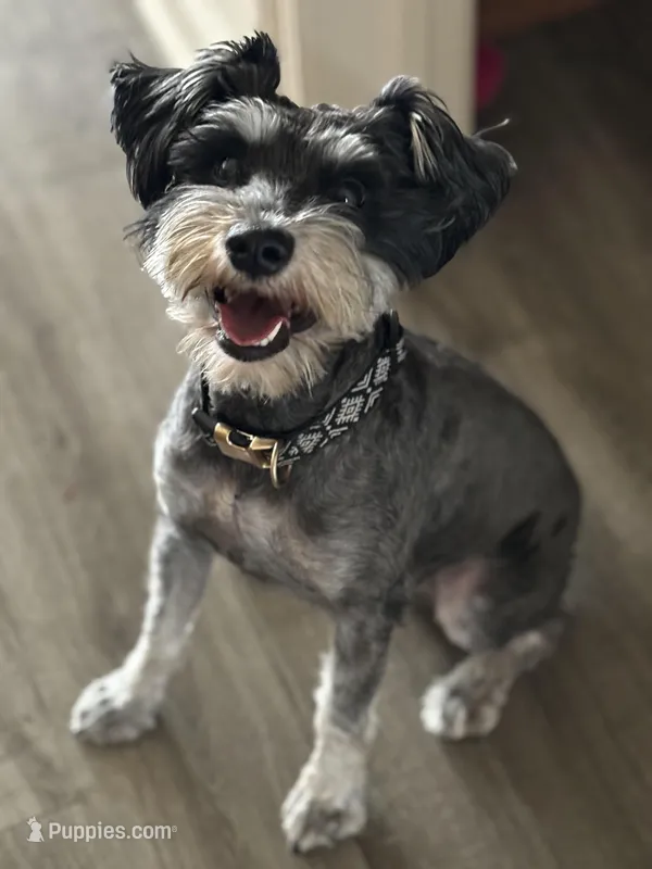 Javi – Miniature Schnauzer puppy for sale in Omaha, NE
