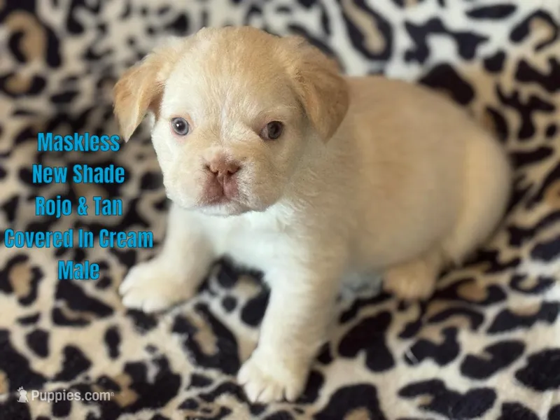 New shade Rojo and tan fluffy (ee) – French Bulldog puppy for sale in Murfreesboro, TN