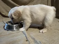 New shade Rojo and tan fluffy (ee), a male French Bulldog for sale in Murfreesboro, TN – Photo 2 of 2