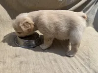 New shade Rojo and tan fluffy (ee), a male French Bulldog for sale in Murfreesboro, TN – Photo 3 of 3