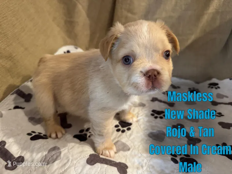 New shade Rojo and tan fluffy (ee) – French Bulldog puppy for sale in Murfreesboro, TN