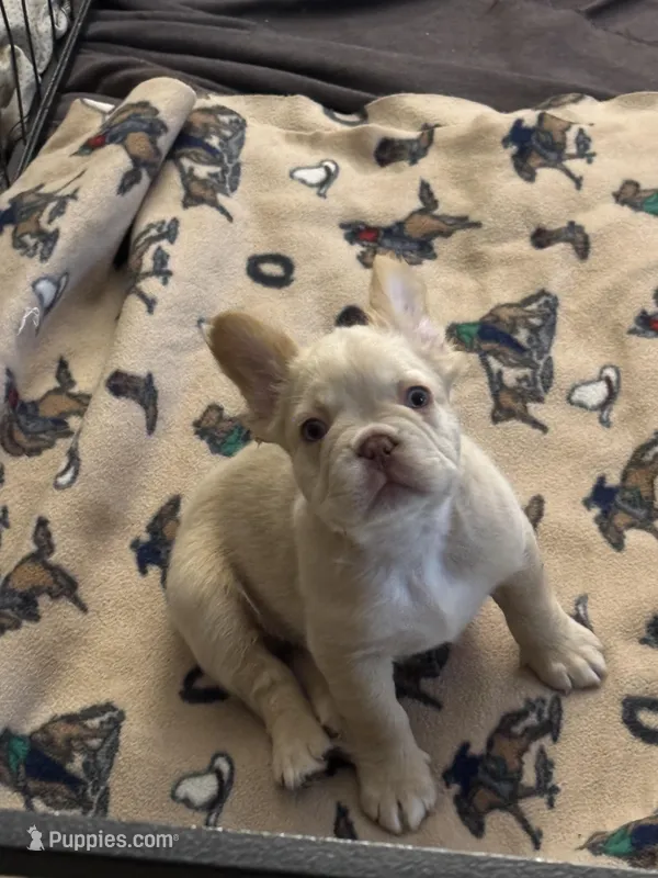 New shade Rojo and tan fluffy (ee) – French Bulldog puppy for sale in Murfreesboro, TN