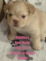 New shade Rojo and tan fluffy (ee), a female French Bulldog for sale in Murfreesboro, TN – Photo 1 of 2