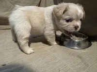 New shade Rojo and tan fluffy (ee), a female French Bulldog for sale in Murfreesboro, TN – Photo 2 of 2