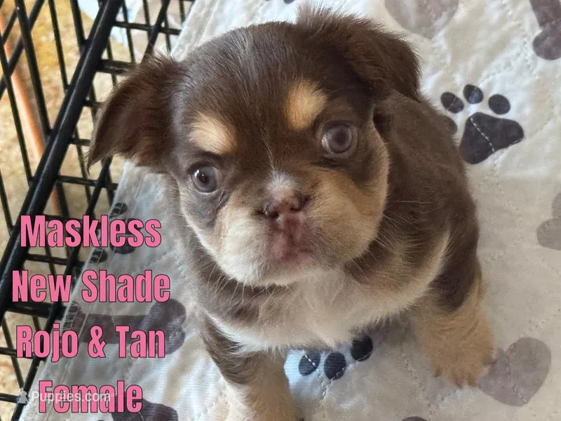 New shade Rojo and tan fluffy – French Bulldog puppy for sale in Murfreesboro, TN