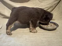 New shade Rojo and tan fluffy, a female French Bulldog for sale in Murfreesboro, TN – Photo 2 of 2