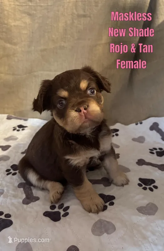 New shade Rojo and tan fluffy – French Bulldog puppy on hold in Murfreesboro, TN
