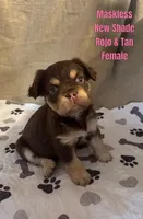 New shade Rojo and tan fluffy, a female French Bulldog for sale in Murfreesboro, TN – Photo 1 of 2