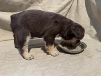 New shade Rojo and tan fluffy, a female French Bulldog for sale in Murfreesboro, TN – Photo 2 of 2