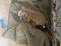 Alfie, a male French Bulldog for sale in Lebanon, OR – 4 of 6