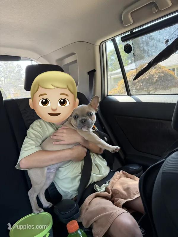 Alfie – French Bulldog puppy for sale in Lebanon, OR