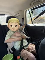 Alfie, a male French Bulldog for sale in Lebanon, OR – 1 of 6