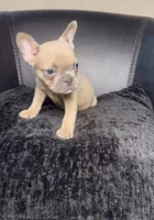 Alfie, a male French Bulldog for sale in Lebanon, OR – 6 of 6