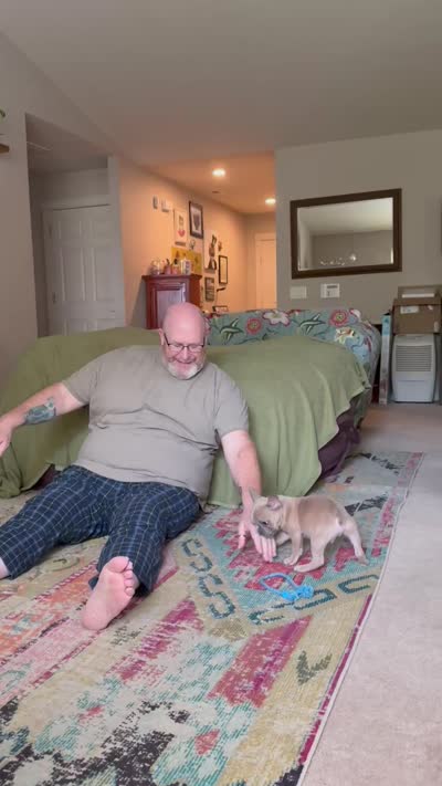Alfie, a male French Bulldog for sale in Lebanon, OR – 2 of 6