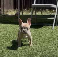 Alfie, a male French Bulldog for sale in Lebanon, OR – 3 of 6