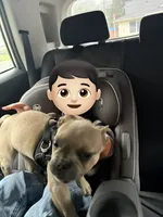 Alfie, a male French Bulldog for sale in Lebanon, OR – 5 of 6
