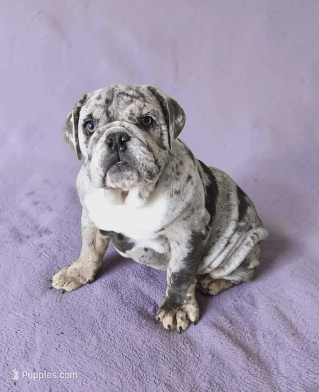 Pearl  – English Bulldog puppy for sale in Quapaw, OK