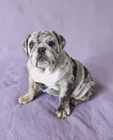Pearl , a female English Bulldog for sale in Quapaw, OK – Photo 1 of 3