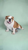 Ruby Rose, a female English Bulldog for sale in Quapaw, OK – Photo 2 of 3