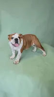 Ruby Rose, a female English Bulldog for sale in Quapaw, OK – Photo 3 of 3