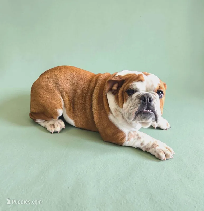 Ruby Rose – English Bulldog puppy for sale in Quapaw, OK