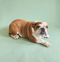 Ruby Rose, a female English Bulldog for sale in Quapaw, OK – Photo 1 of 3