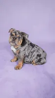 Delilah, a female English Bulldog for sale in Quapaw, OK – Photo 3 of 3