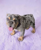 Delilah, a female English Bulldog for sale in Quapaw, OK – Photo 1 of 3