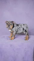 Delilah, a female English Bulldog for sale in Quapaw, OK – Photo 2 of 3