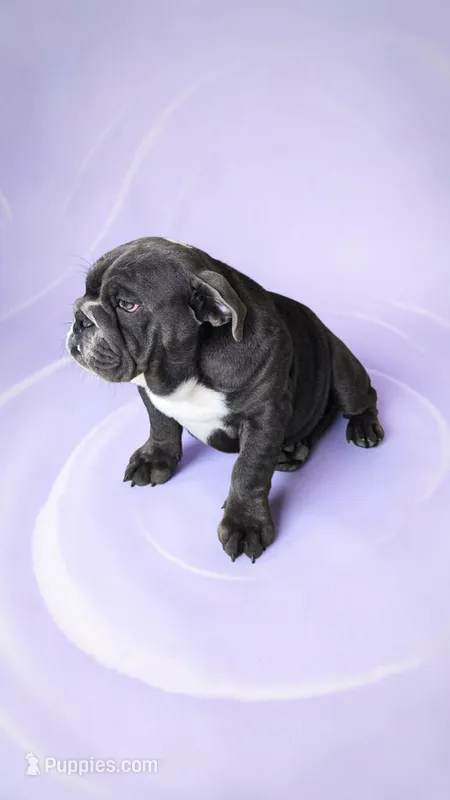 Baby Blue Seal – English Bulldog puppy for sale in Quapaw, OK